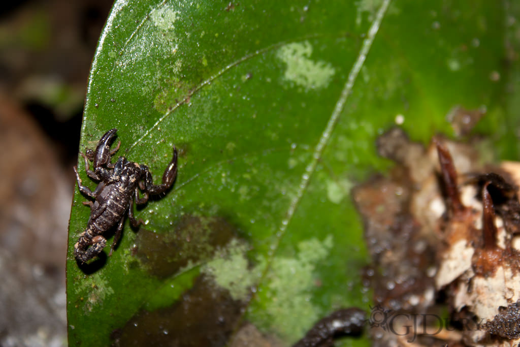 Scorpion in Ecuador
